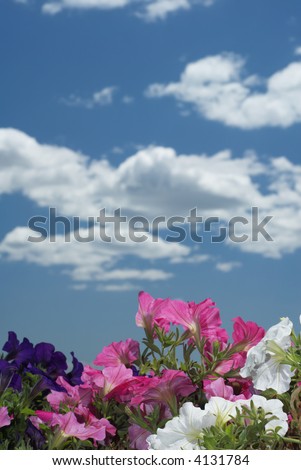 Stock image of close flowers and sky in distance