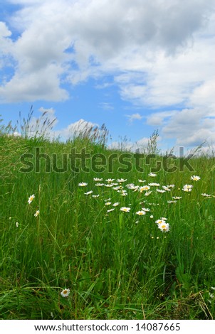 Stock image of close flowers and sky in distance
