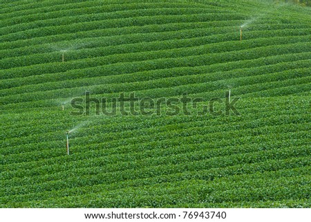 Tea plantation in Thailand, Tea Tree, Nature, Plant, Sprinklers