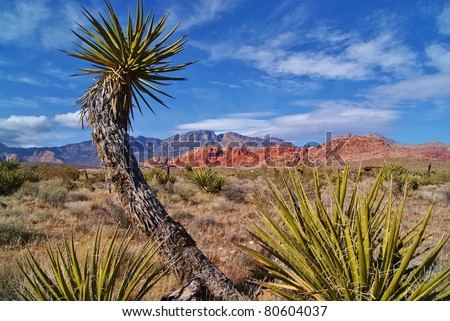 Cactus Framed Calico Hills Red Rock Canyon Nevada