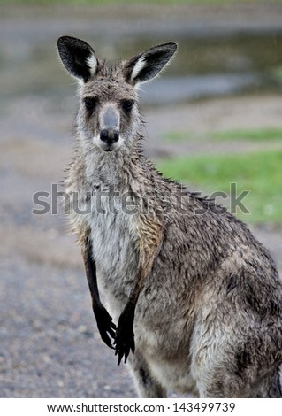 Soggy kangaroo caught in the rain