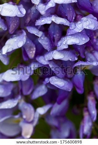 Wisteria with its purple flowers is a popular climbing plant