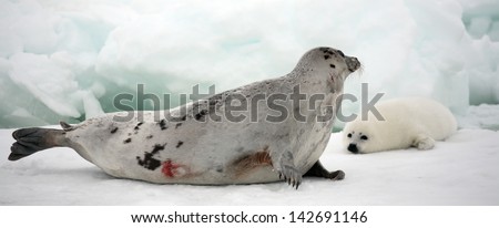 Happy mother harp seal cow and newborn pup on ice