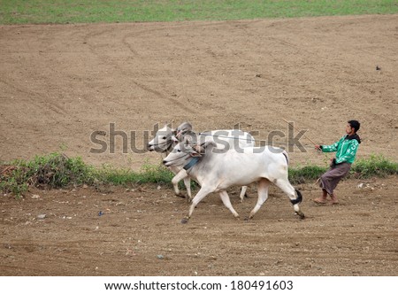 AMARAPURA, MYANMAR - DEC 10, 2013: Plowing rice fields with an ox team. The farmers plows the land ancient method using oxen