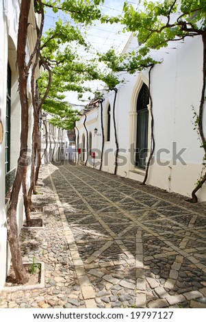 Old vine in the narrow white street of Spanish Andalusia