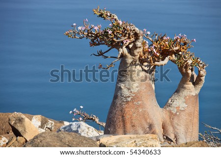 Bottle tree - adenium obesum - endemic tree of Socotra Island with turquoise sea water background at Socotra Island