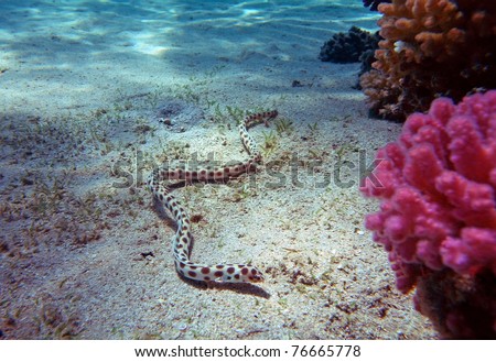 Spotted eel-snake at the Red Sea coral reef