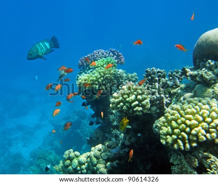 Red coral perch in the Red Sea natural environment