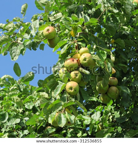 Boskoop, an old variety of apple, storable with sour taste and very long