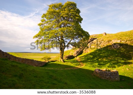 Tree at Hadrian\'s Wall