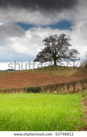 Lone tree standing in newly prepared field at springtime