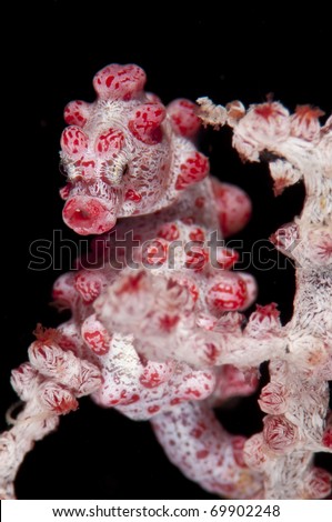 Masked, A Pygmy Seahorse on its host sea fan, very difficult to find and photograph, in this case with macro lens and converter, Indonesia.