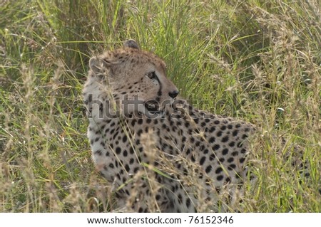 Cheetah (Acinonyx jubatus) hidden in savana grass