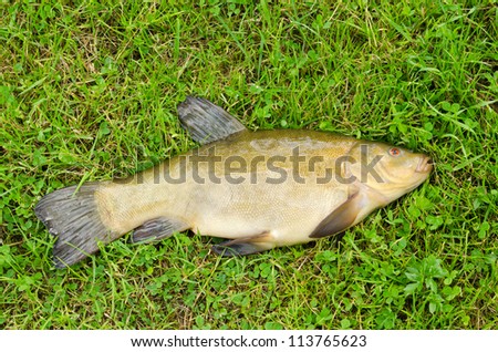 Lake fish tench with orange eye on green grass. Active leisure fishing catch.