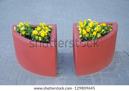 two concrete red flower pots on urban city pavement tiles and yellow violet pansy flowers grow.