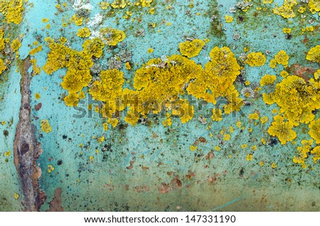 background of green iron rusty wall peeled paint and yellow moss lichen grow on it.