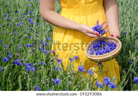 farm woman in yellow dress hands with red nails pick blue cornflower flowers herb to wicker dish in agriculture field.