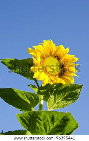 Beautiful colorful sunflower head leaves and stem on background of blue sky. Colorful natural plant.