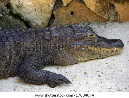 The close view of the sleeping alligator in Nassau town botanical garden, The Bahamas.