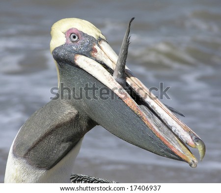 The greedy pelican trying to swallow fish in Puerto Vallarta, Mexico.
