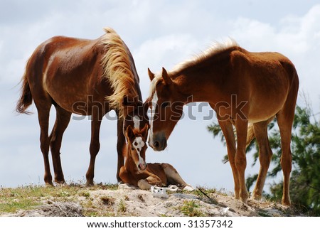 Loving family of horses on Grand Turk island, Turks & Caicos.