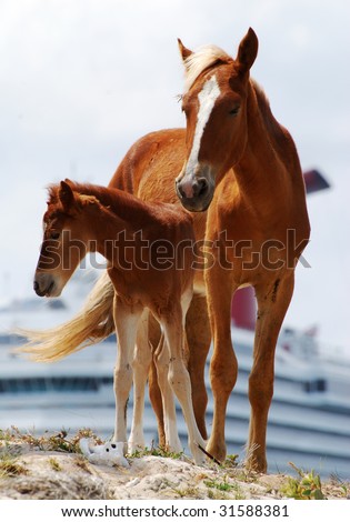 Close view of horses, mother and her baby, on Grand Turk island, Turks & Caicos.