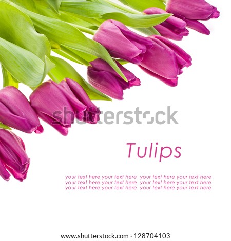 purple tulips isolated on a white background with sample text