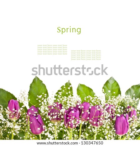 purple tulips, green leaves and white small flowers isolated on white background  with sample text