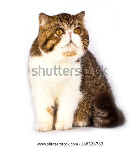 Exotic shorthair cat color brawn tabby with white on white background, slight shadow