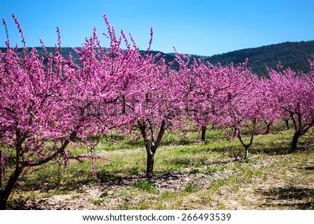 blooming peach  orchard in blossom, Alicante, Spain, flowering  trees on a sunny day, blue sky and white clouds