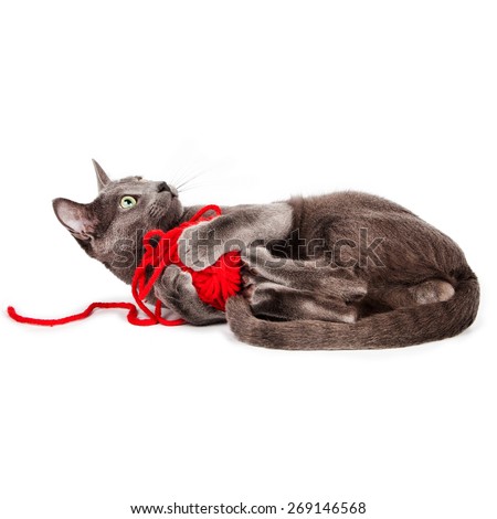 young cat. Russian Blue breed lies and playing with a red ball of yarn Isolated on white background