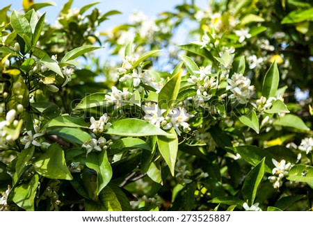 on citrus plantation in Spain orange blossom\
 in large numbers on the branches of a tree