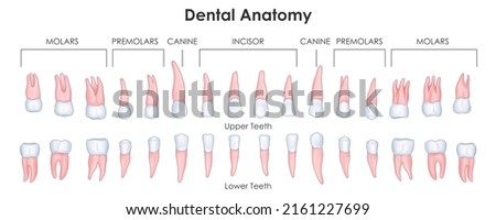 illustration of Healthcare and Medical education drawing chart of Human Dental anatomy for Science Biology study 商業照片 © 