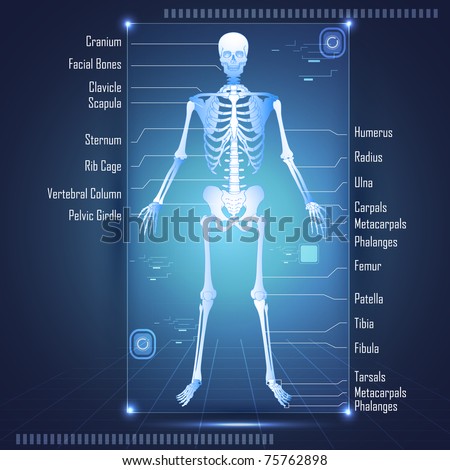 illustration of scanning of human anatomy showing skelton with labels of all bones