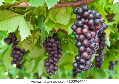 ripening grape clusters on the vine