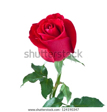 stock photo : beautiful red rose isolated on white background,with clipping path