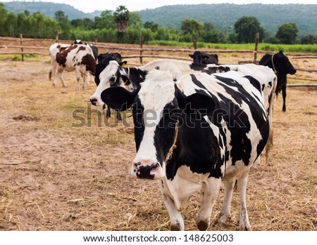 milch cows relaxing in farm