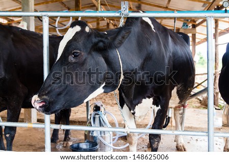 milch cows during milking in farm