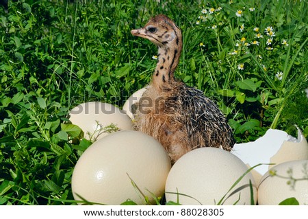 Ostrich chick with eggs