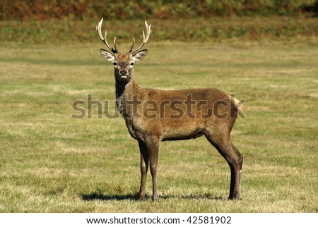 Red Deer stands in open ground facing camera