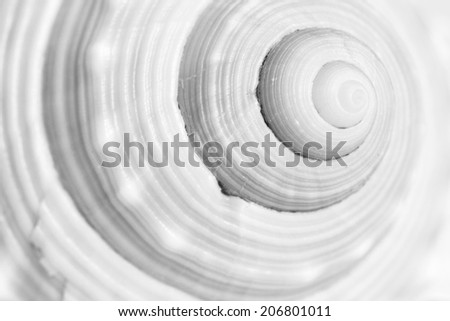 Similar – Image, Stock Photo large spiral sea shell close-up abstract texture macro