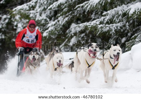 Sled dog racing - focus on first pair of dogs, shallow depth of field.