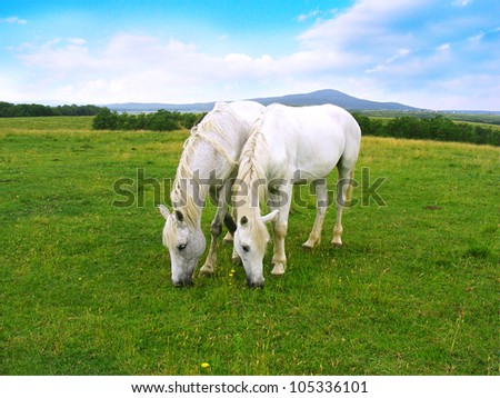 Two white horses