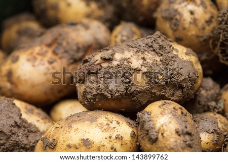 Harvesting potatoes. Agriculture concept.