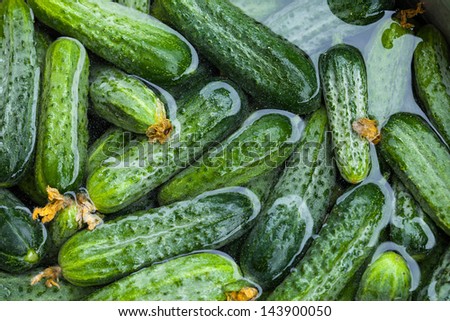 Fresh organic cucumbers in water.