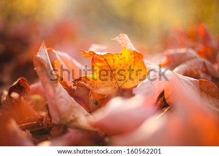 Autumn leaves in grass. Small depth of field. Autumn theme.