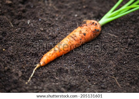 Fresh carrot. Macro image with selective focus.