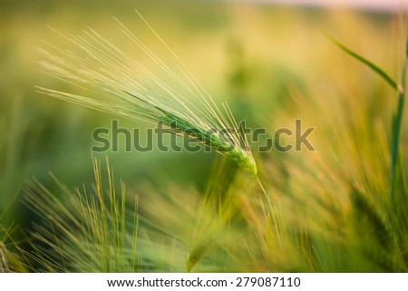 Organic green wheat. Macro image.