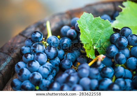 Grape on a wooden barrel. Macro image.