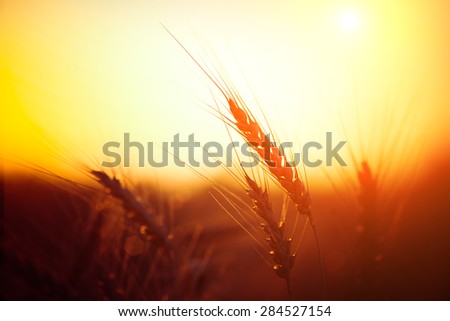 Golden ears of wheat on the field. Sunset light.